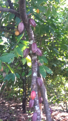 Cacao